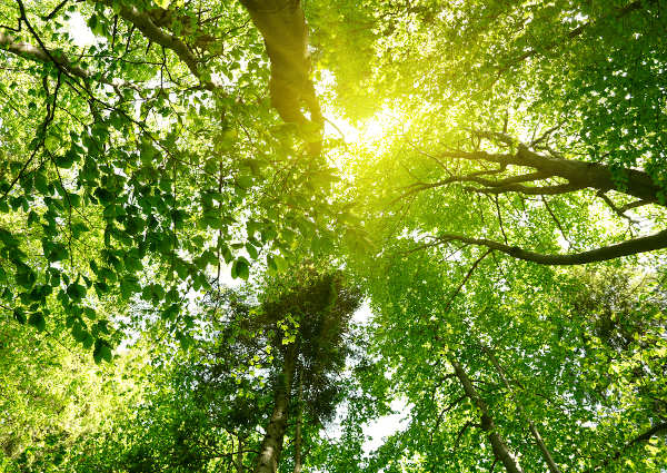 A relação entre vegetação, clima e solo - Brasil Escola