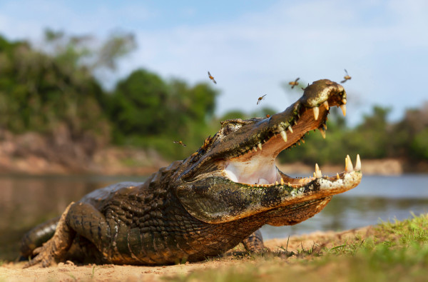 Jacaré-do-pantanal, espécie de animal do Pantanal.