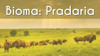 Escrito"Bioma | Pradaria" sobre imagem de um pasto com varios Bisões.