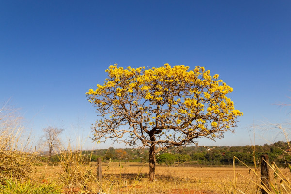 Ipê-amarelo em meio ao Cerrado.