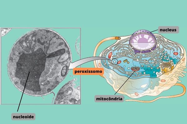 Imagem mostrando onde o peroxissomo se localiza em uma célula.