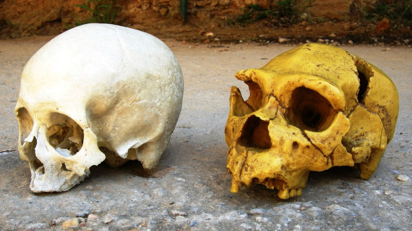 Diferentes crânios humanos mostrando evidências da teoria da evolução.
