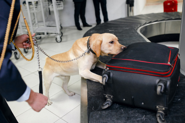 Cão detectando drogas em uma bagagem no aeroporto por meio de seu olfato apurado.
