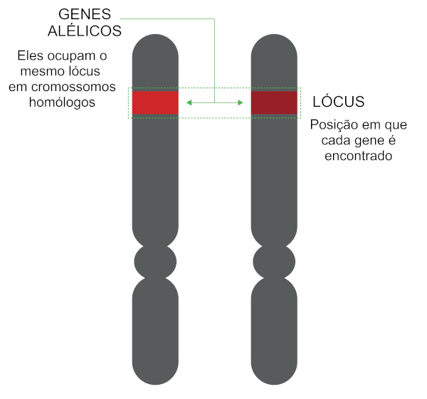  Ilustração de genes responsáveis por uma característica específica compartilhando o mesmo lócus nos cromossomos homólogos.