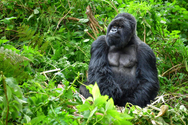 Gorila-das-montanhas, uma subespécie de gorila-oriental, uma espécie de gorila, em um ambiente de vegetação.
