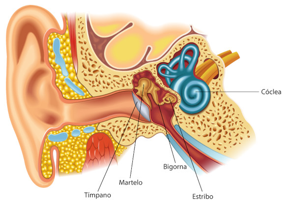 Ilustração indicando os ossos do ouvido, uma das divisões dos ossos do corpo humano.