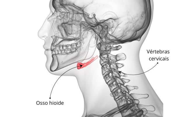 Ilustração indicando os ossos do pescoço, uma das divisões dos ossos do corpo humano.