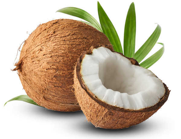 Exemplar de coco aberto acompanhado de folha de palmeira em fundo branco.