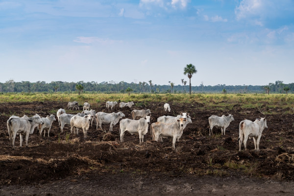 Criação de gado em área desmatada, causa de um dos problemas ambientais brasileiros.