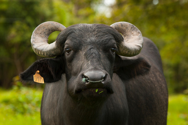 Imagem aproximada de um búfalo, mamífero que melhor representa a fauna da Ilha de Marajó.
