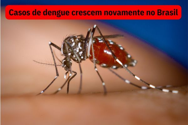 Mosquito da dengue pica uma pessoa e enche sua bolsa de sangue