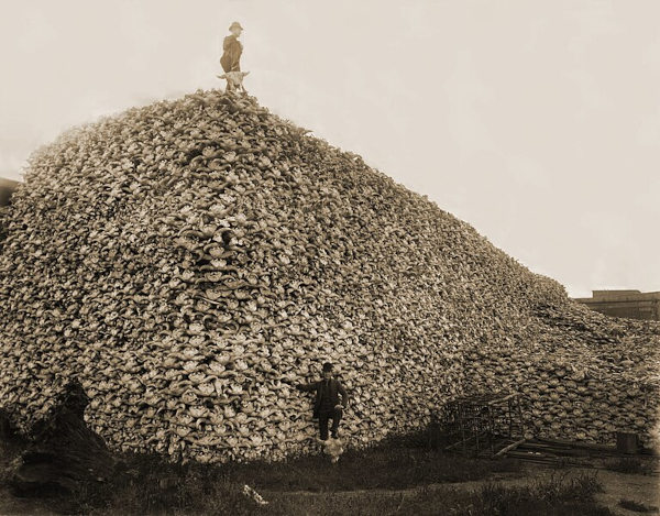 Fotografia mostrando um monte feito por crânios de bisões, no contexto da marcha para o oeste nos Estados Unidos.