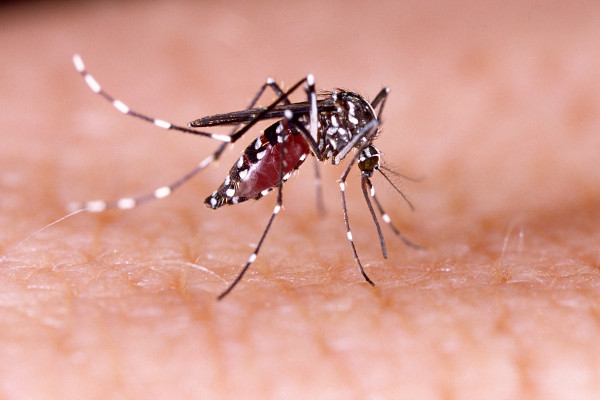 Imagem aproximada do mosquito da espécie Aedes aegypti, o principal transmissor do vírus da dengue.