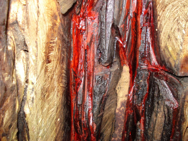 Resina avermelhada do pau-brasil, o primeiro foco do desmatamento no Brasil.