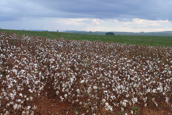 Vista de uma plantação de algodão em alusão ao ciclo do algodão no Brasil.