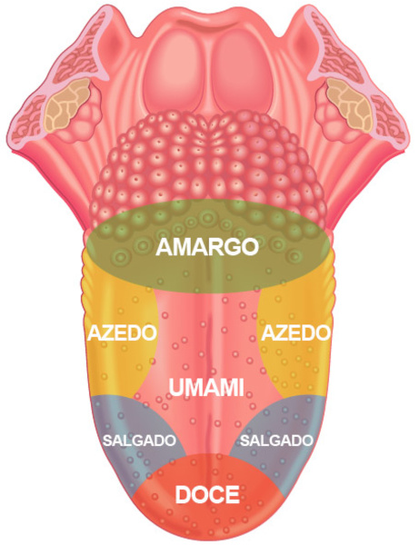 Esquema de regiões da língua onde são identificados os cinco sabores do paladar.