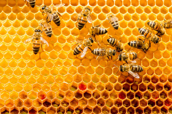 Abelhas em favo de mel, em texto sobre lipídios.