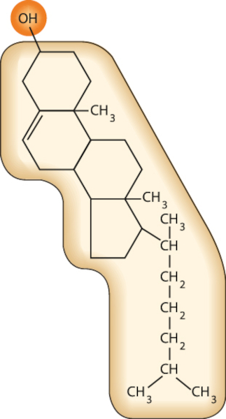Estrutura química do colesterol em texto sobre lipídios.