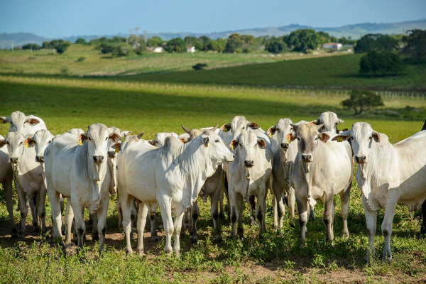 Rebanho de gado Nelore, uma alusão à agropecuária no Brasil.