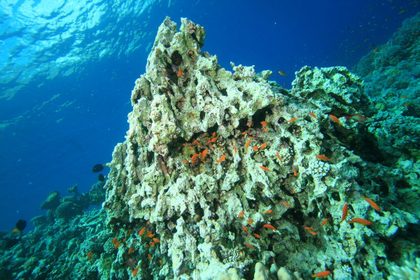 Recife de coral morto no fundo do mar, alusão a uma das consequências do excesso de dióxido de carbono (CO₂) na atmosfera.
