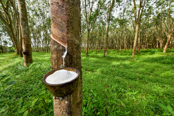 Látex sendo extraído de uma seringueira, árvore que já foi alvo de biopirataria no Brasil.