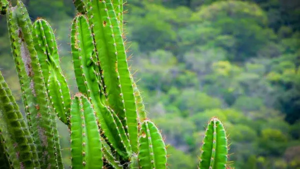 Algumas espécies da vegetação da Caatinga perdem suas folhas no período de seca.