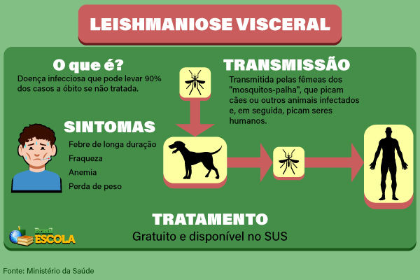 Quadro explicativo sobre o ciclo da leishmaniose visceral