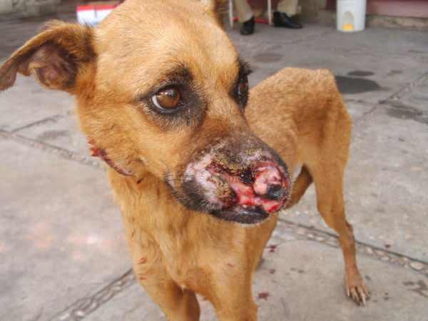 Cão acometido por leishmaniose, com lesão no focinho.[2] Imagem Forte