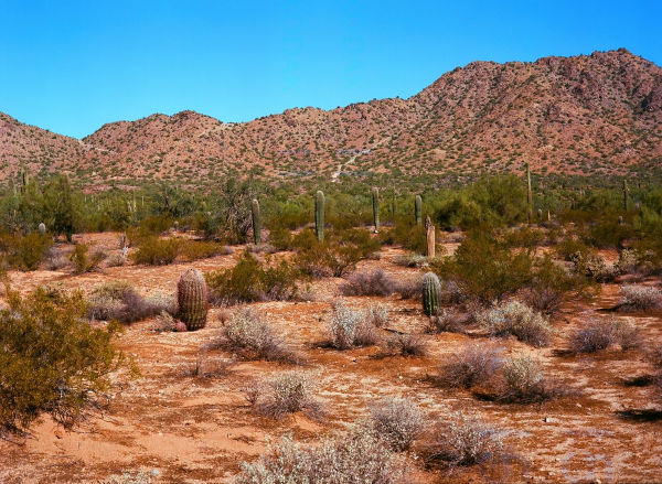 Cactos no deserto de Sonora, na América do Norte.