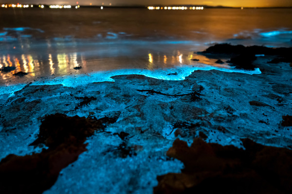 Bioluminescência, um fenômeno raro produzido por organismos vivos.