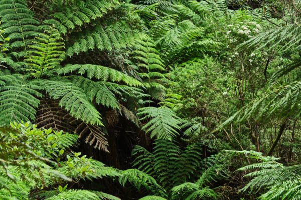 Samambaias em uma floresta tropical.