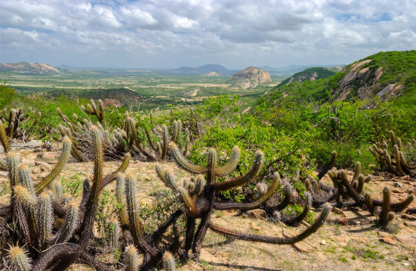 Caatinga, um dos tipos de vegetação do Brasil.