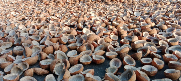 Conjunto de copra, parte importante da atividade primária de Tuvalu, destinada principalmente à exportação.