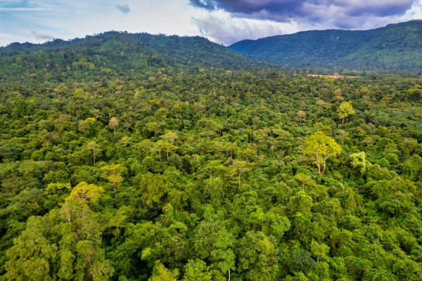 Floresta tropical, um dos tipos de vegetação do mundo.
