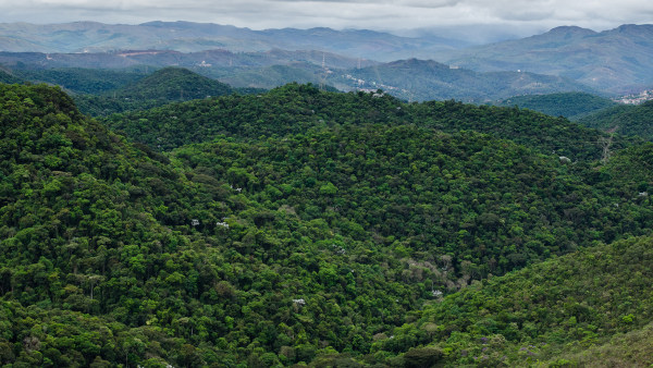 Mata Atlântica, um dos tipos de vegetação no Brasil.