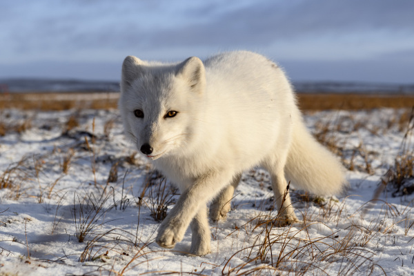 Raposa-do-ártico, um dos animais que integram a fauna do clima polar.
