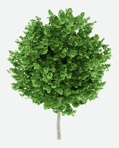 Ginkgo biloba, planta típica da Ásia e única espécie vivente do grupo das gimnospermas Ginkgophytas.