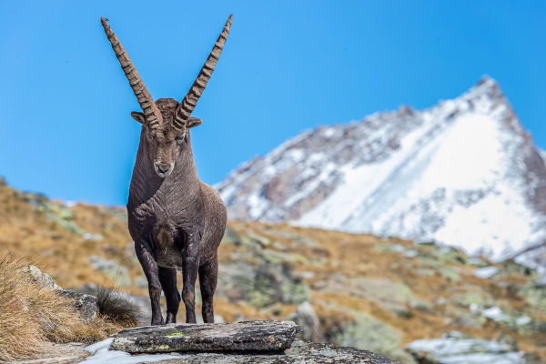 Íbex, animal da fauna do clima frio de montanha.