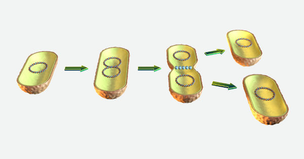 Esquema ilustrativo da divisão binária, modo de reprodução assexuada dos seres do reino Monera.