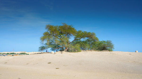Paisagem natural no Bahrein.[1]