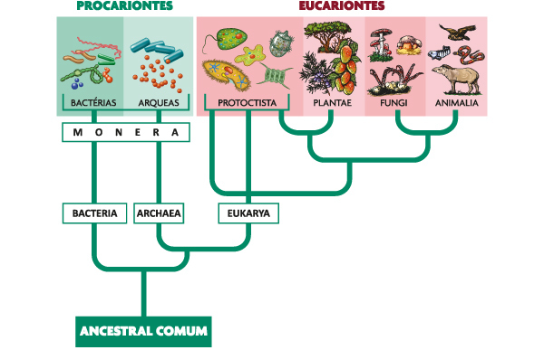 Diagrama com seres vivos dos 3 domínios da classificação dos seres vivos.