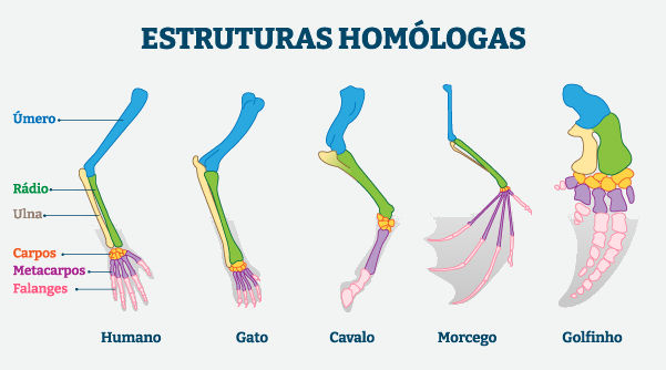 Estruturas homólogas de vertebrados em texto sobre teoria da evolução.