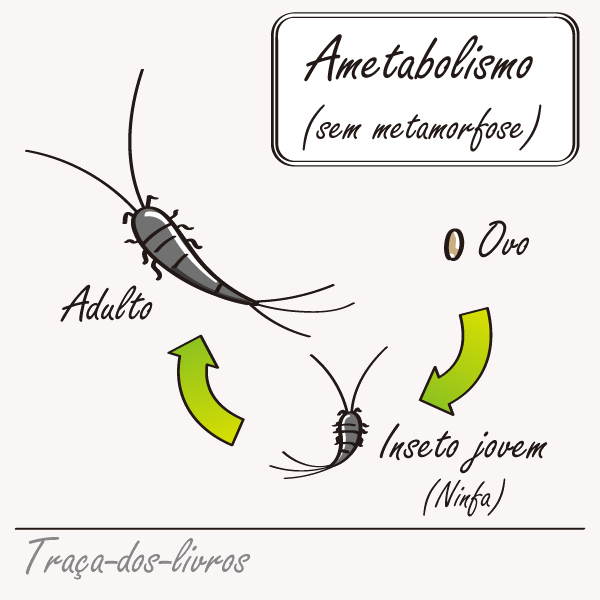 Exemplo de inseto sem metamorfose (inseto ametábolo).