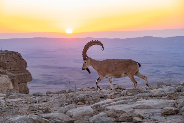 Íbex, animal que possui adaptação para viver no deserto, onde ocorre o clima desértico.