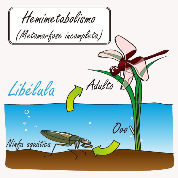 Exemplo de inseto com metamorfose incompleta (inseto hemimetábolo)