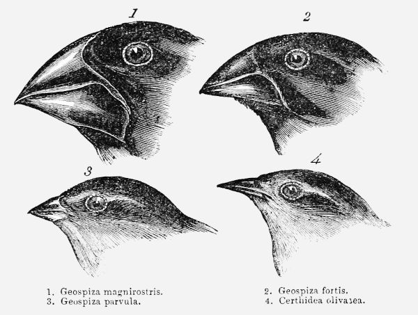 Desenhos de quatro cabeças de tendilhões, aves estudadas por Darwin em sua teoria da evolução.