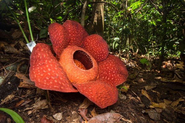 Raflésia comum, a maior flor individual do mundo, encontrada na Indonésia, um dos países do Sudeste Asiático.
