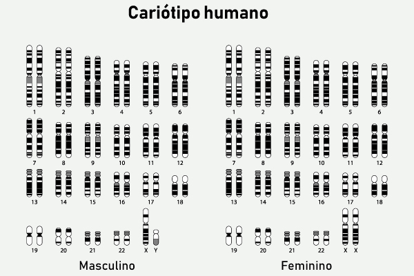 Esquema ilustrativo dos 46 cromossomos do cariótipo humano feminino e masculino.