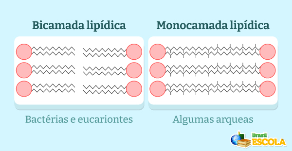 Comparação da camada lipídica de bactérias e arqueas, organismos de células procariontes.
