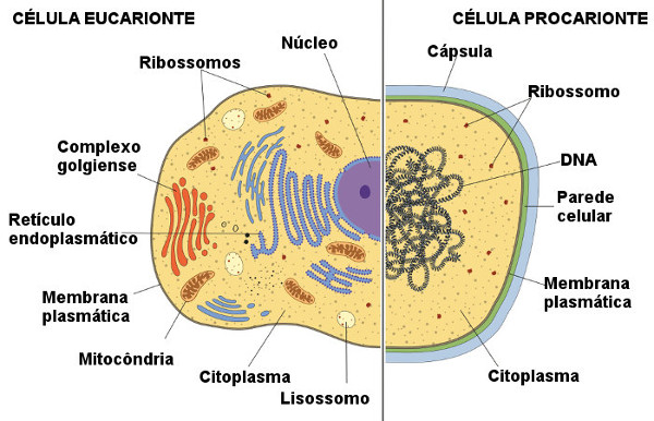 Esquema ilustrativo de uma célula procarionte e uma célula eucarionte.